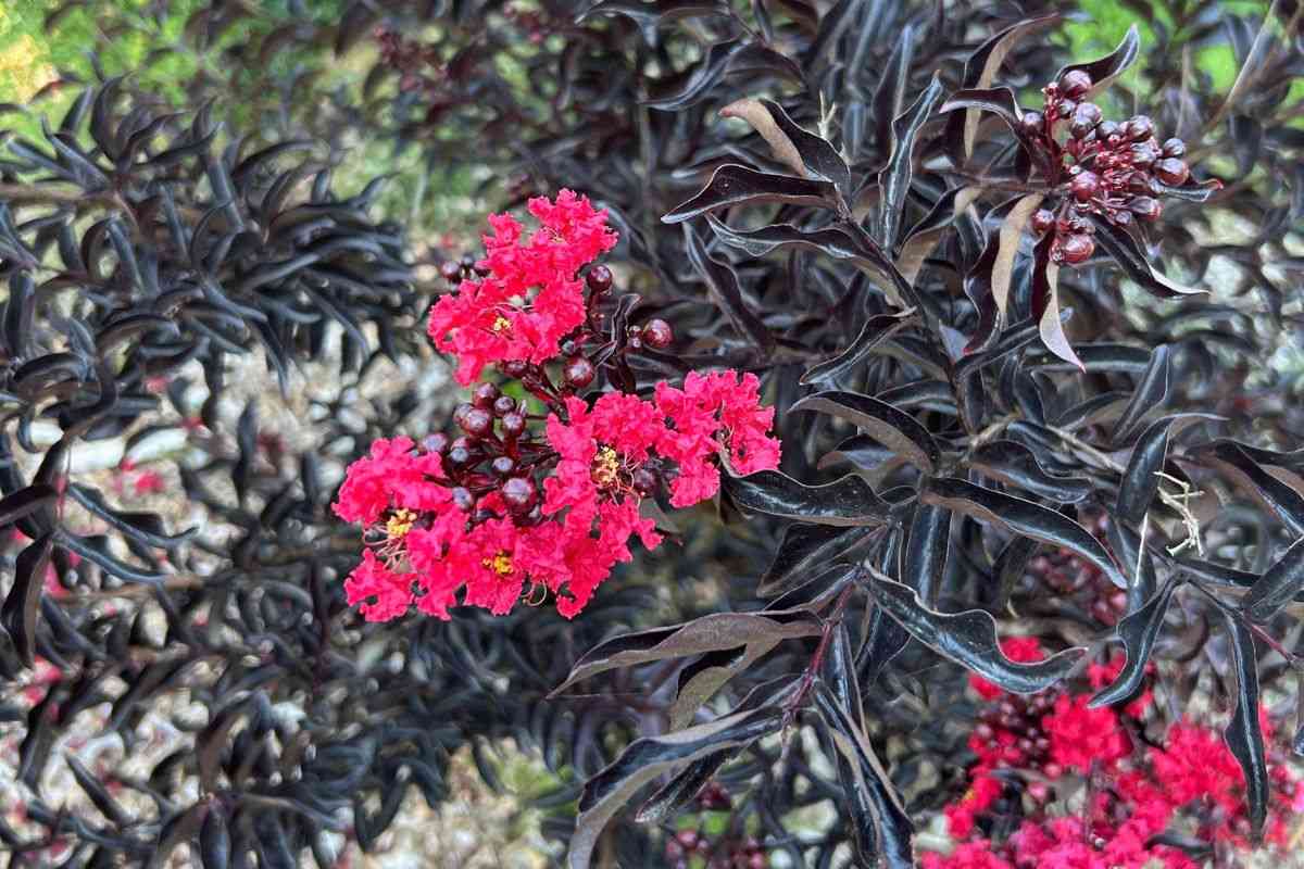 Crepe Myrtle Black Diamond Crepe Myrtle, with dark leaves and red flowers