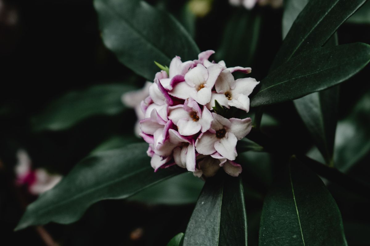 Daphne odora in full bloom with pink flowers, ona option to bring fragrance into Seattle Gardens