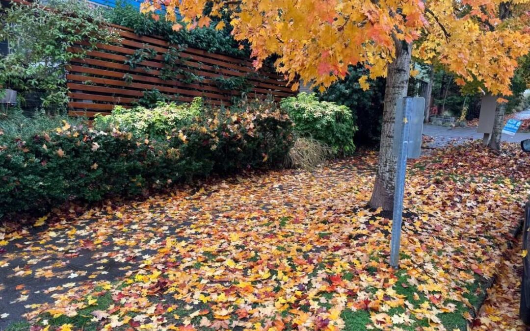 Fall yard care in a Seattle garden with fallen leaves
