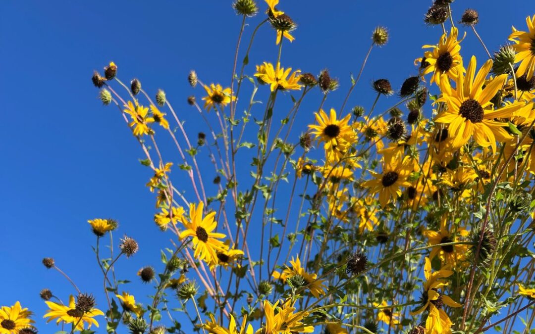 Fall interest yellow flowers in a Seattle garden