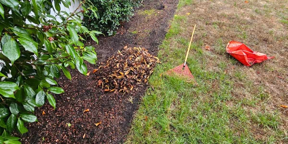 Fall maintenance Landscaper clearing fallen leaves from garden beds during fall maintenance