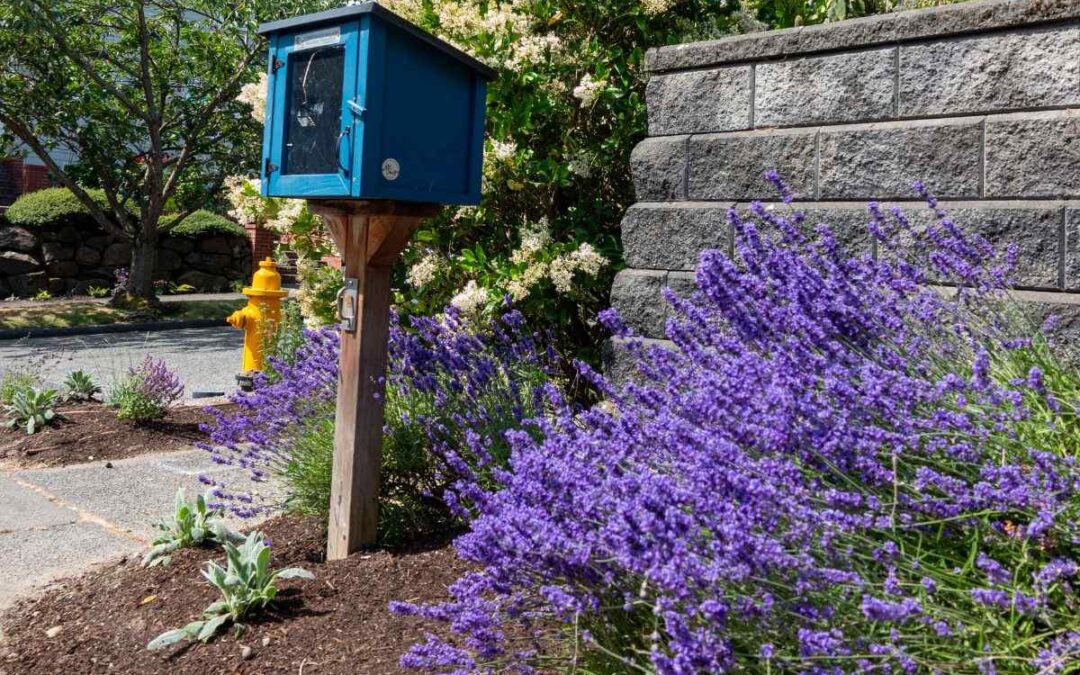 Fragrance garden in Seattle with lavender and other fragrant plants