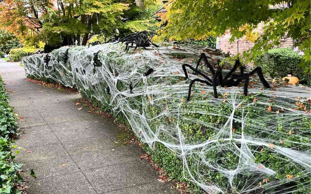 Halloween hedge decorated with cobwebs and spiders for the season