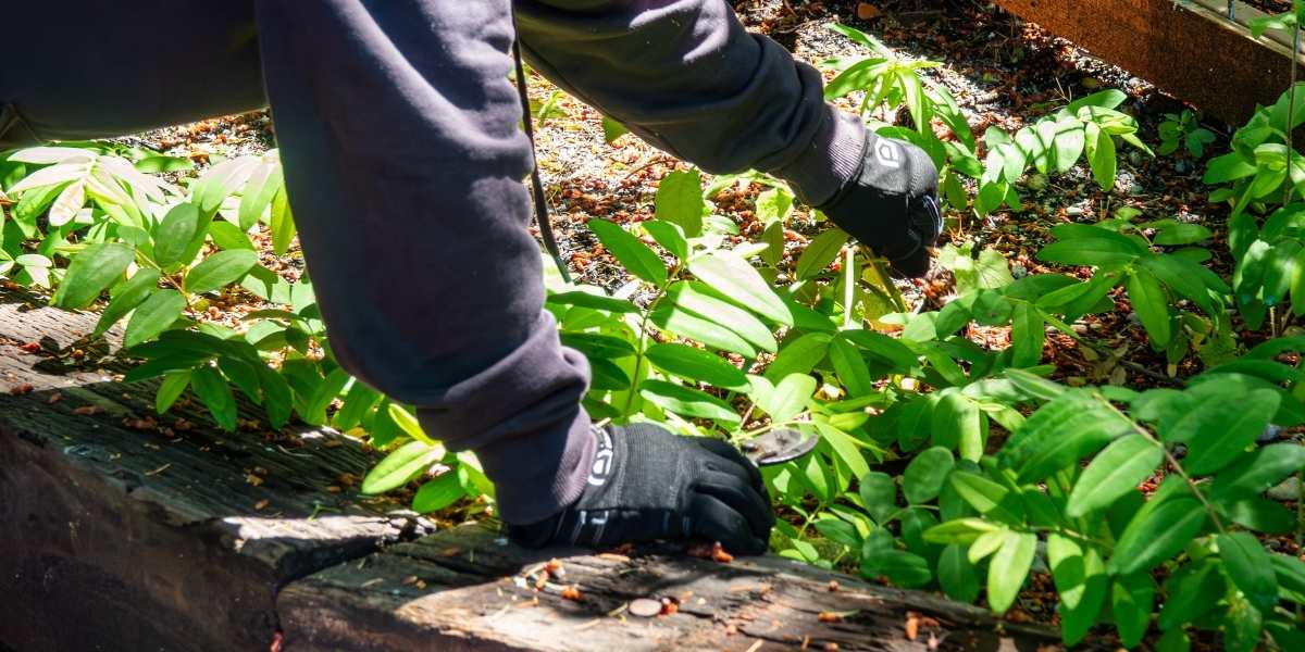 Hand weeding Landscaper hand-weeding a residential garden bed around established plants