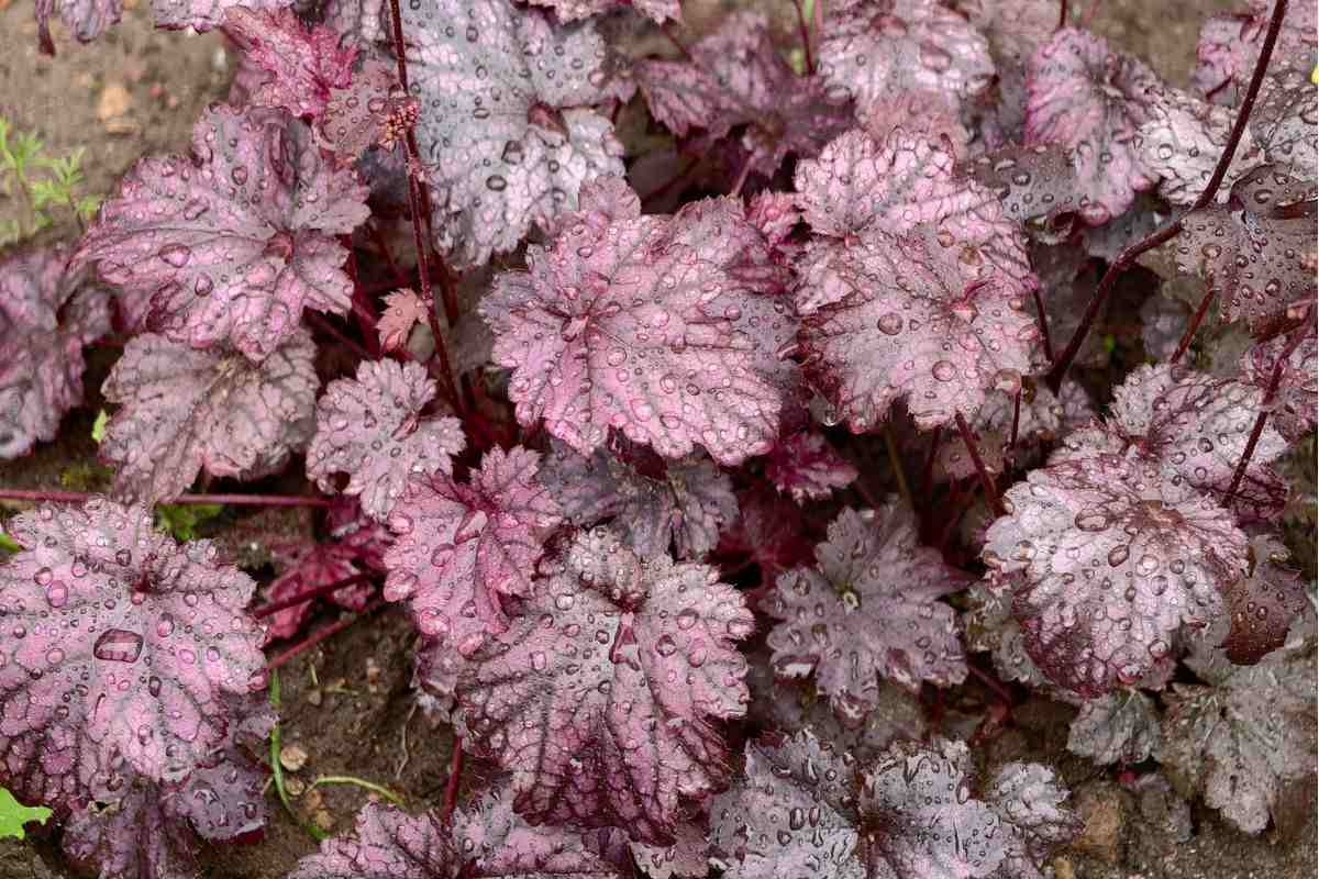 Heuchera Dark purple leaves of the heuchera plant
