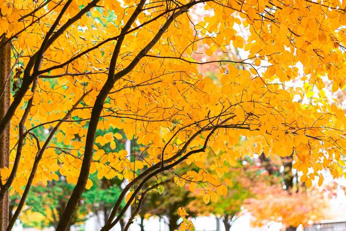 Katsura tree with yellow leaves during autumn