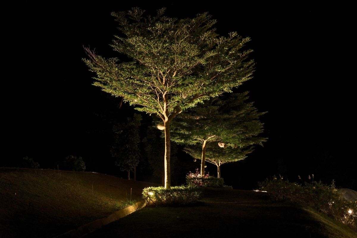 Lighted tree Lighted tree casting shadows for Halloween in Seattle