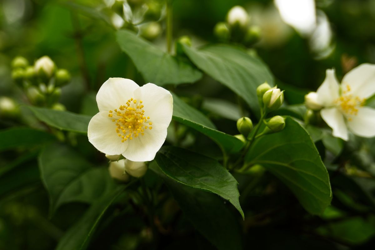 Mock Orange is one of the most fragrant plants for Seattle gardens
