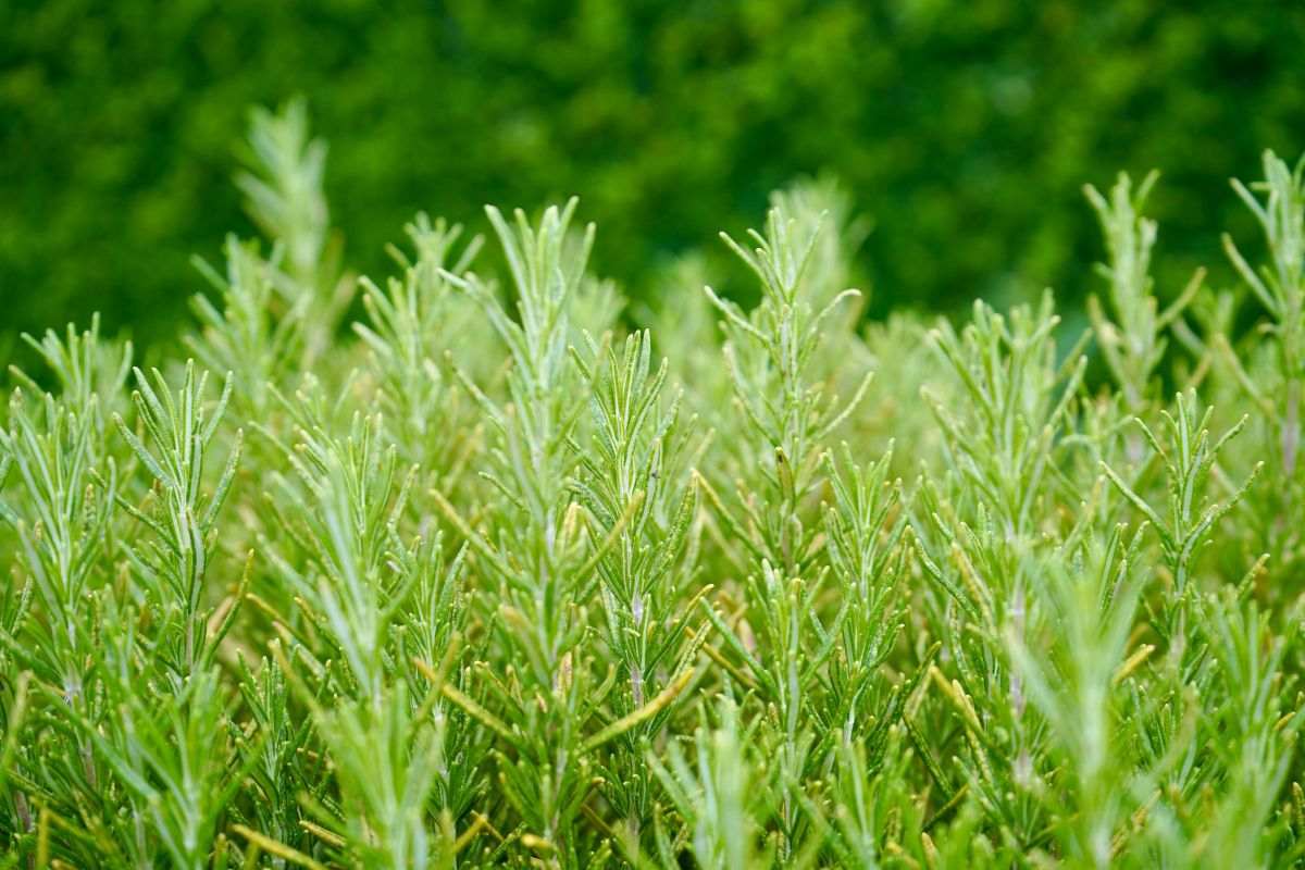 Rosemary placed in a Seattle yard with green herbal leaves