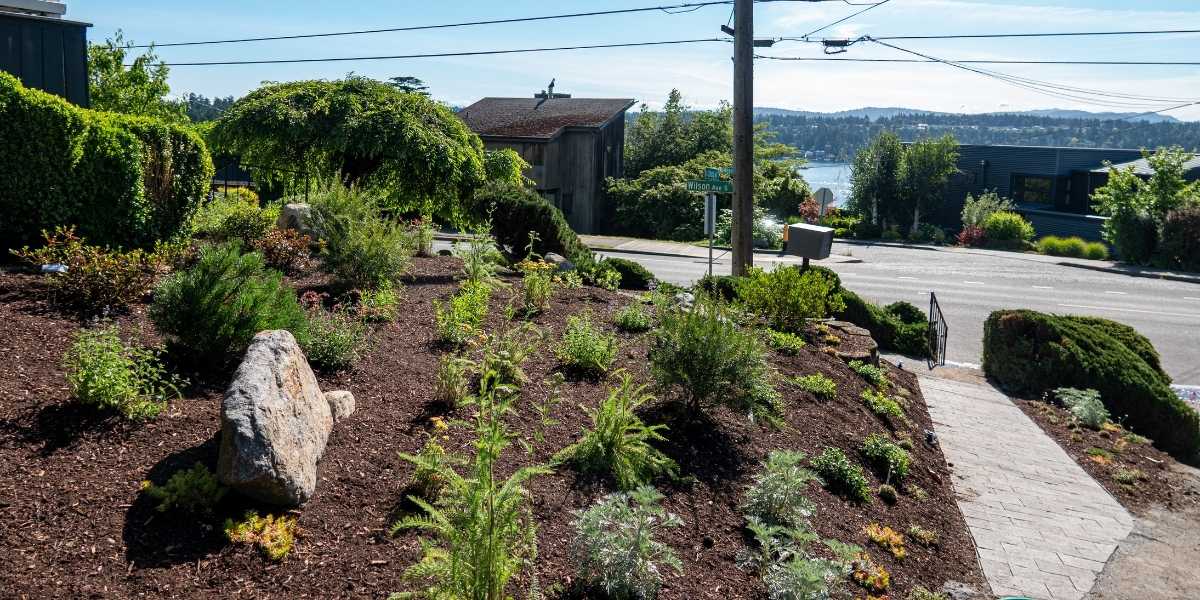 Sloped front yard planting Hardy plants on a sloped front yard in Mercer Island