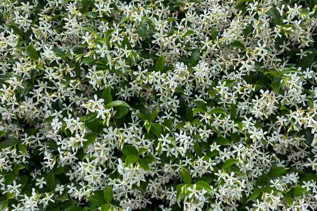 Star Jasmine in full bloom with pink fragrant flowers