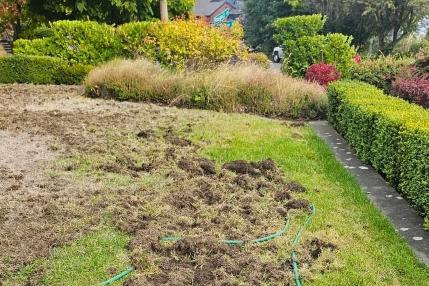 lawn-grubs-infestation (2) lawn grubs infestation in a residential Seattle home